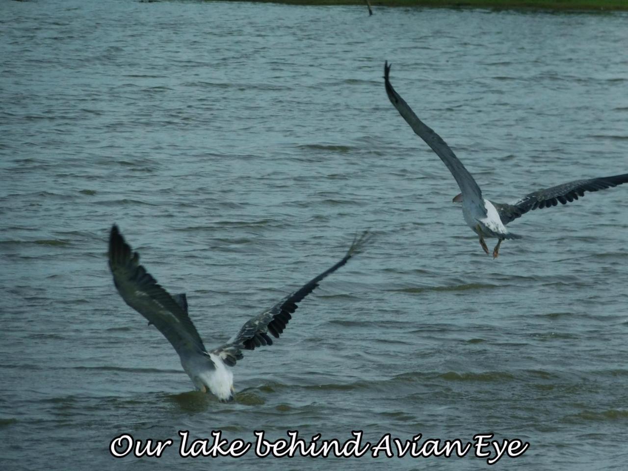Yala Avian Eye Safari Apartment Buttala Екстериор снимка