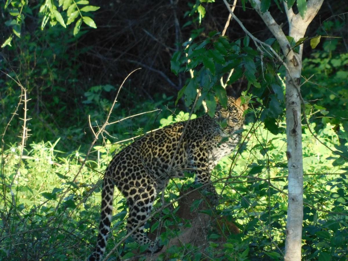 Yala Avian Eye Safari Apartment Buttala Екстериор снимка